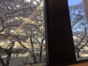 桜3.JPG